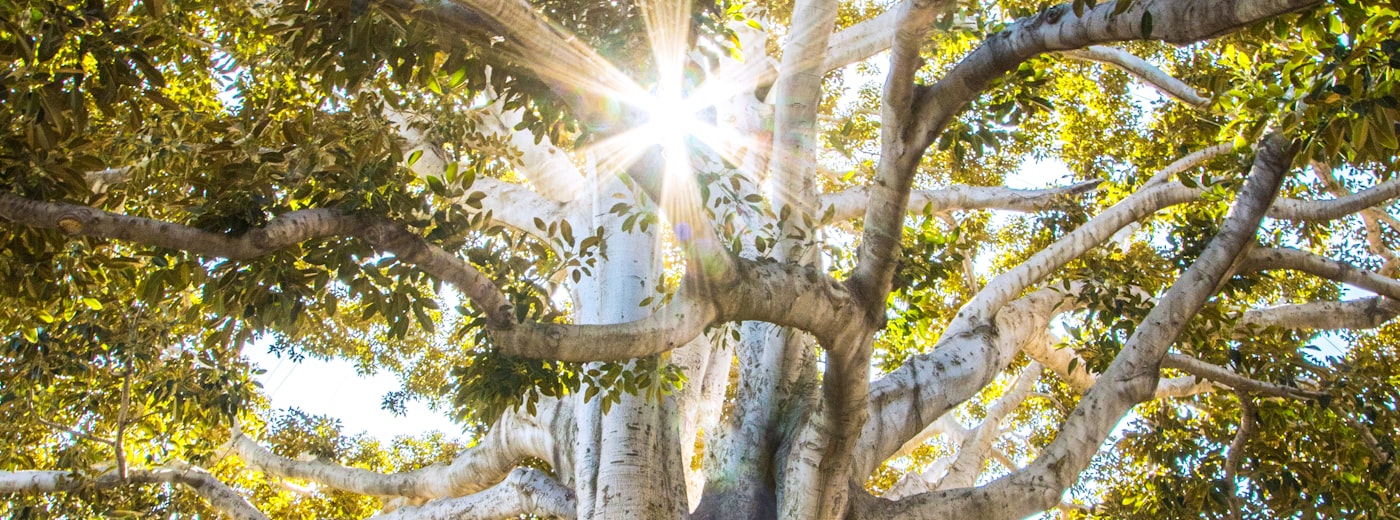 Lumiere du jour a travers les branches d'un grand arbre
